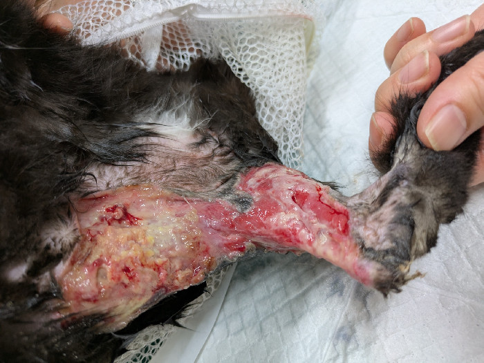 5分間コンサルト 小動物の皮膚病 5分間コンサルト 小動物の皮膚病 症例