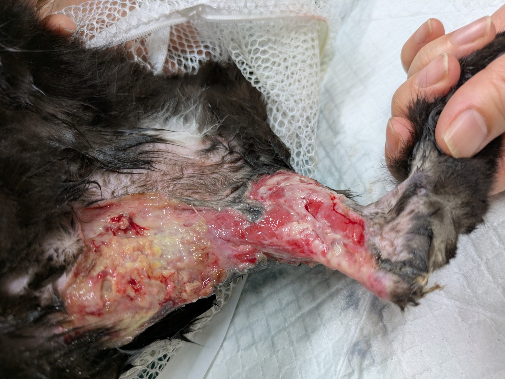 5分間コンサルト 小動物の皮膚病 5分間コンサルト 小動物の皮膚病 5分間コンサルト 小動物の皮膚病 K.H.